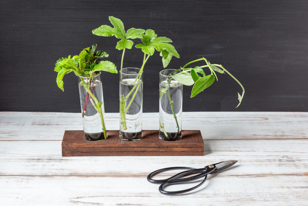 Scissors on a table next to a wooden block with three holes holding glass jars with water and plant cuttings.