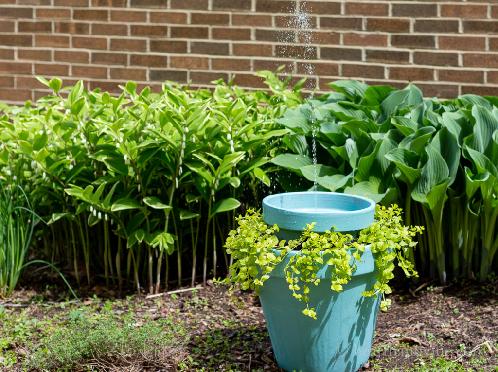 Solar water fountain and planter in the garden surrounded by Hosta and Solomon's seal.