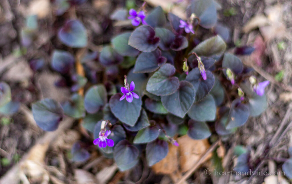 Patch of wild violets growing in the garden.