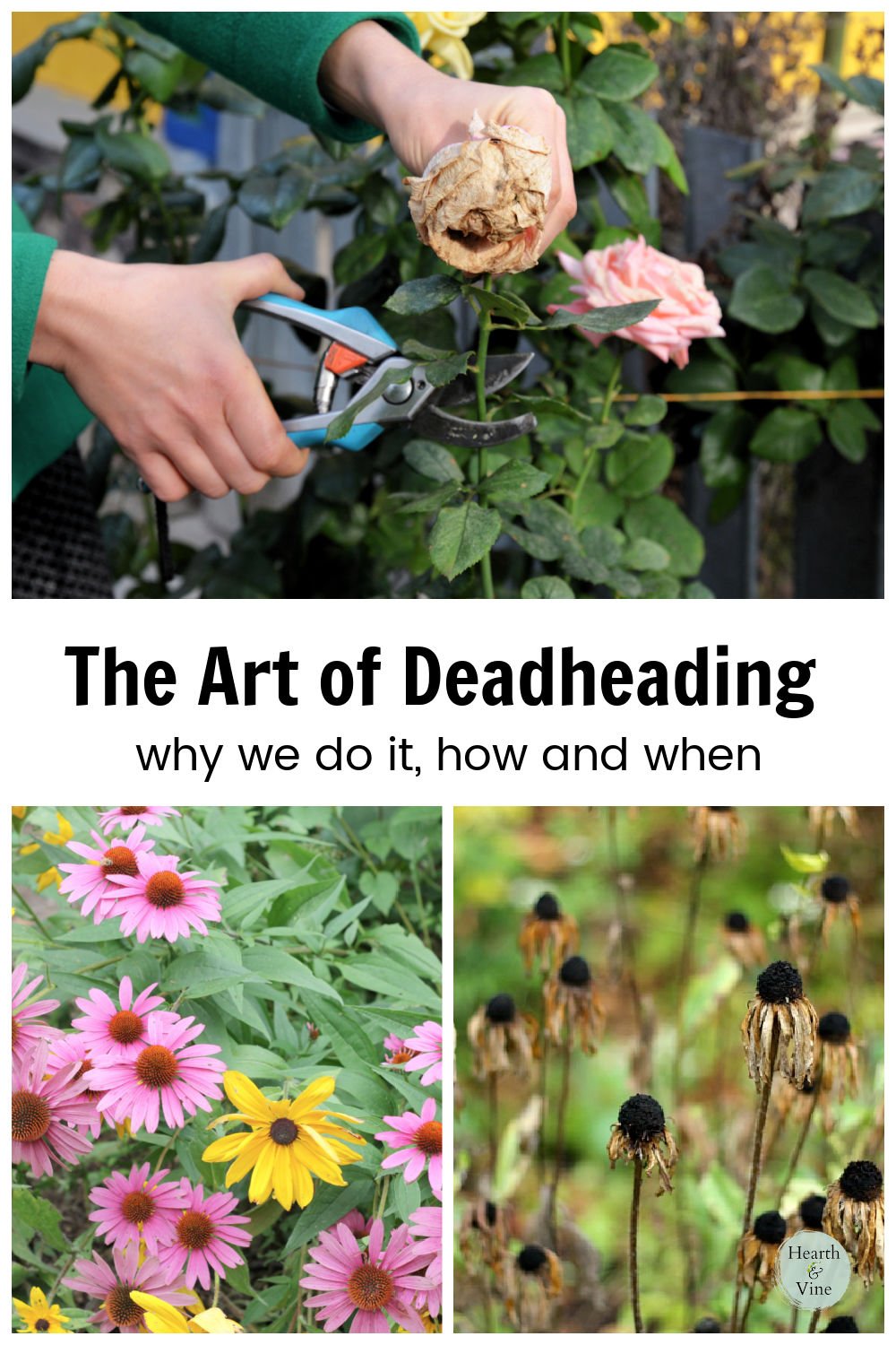 All About Deadheading Flowers What, Why, How, and When
