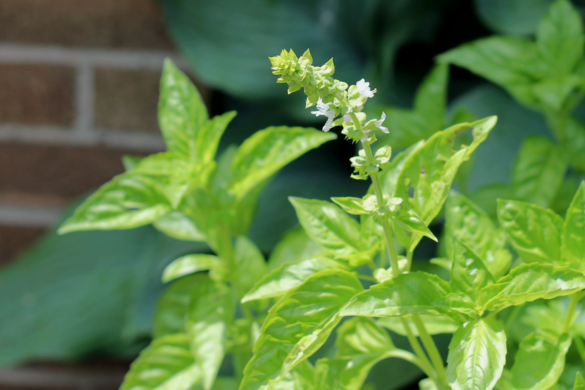 Close up image of a basil flower.