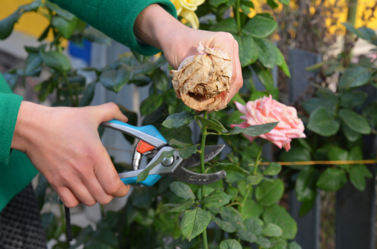 All About Deadheading Flowers What, Why, How, and When