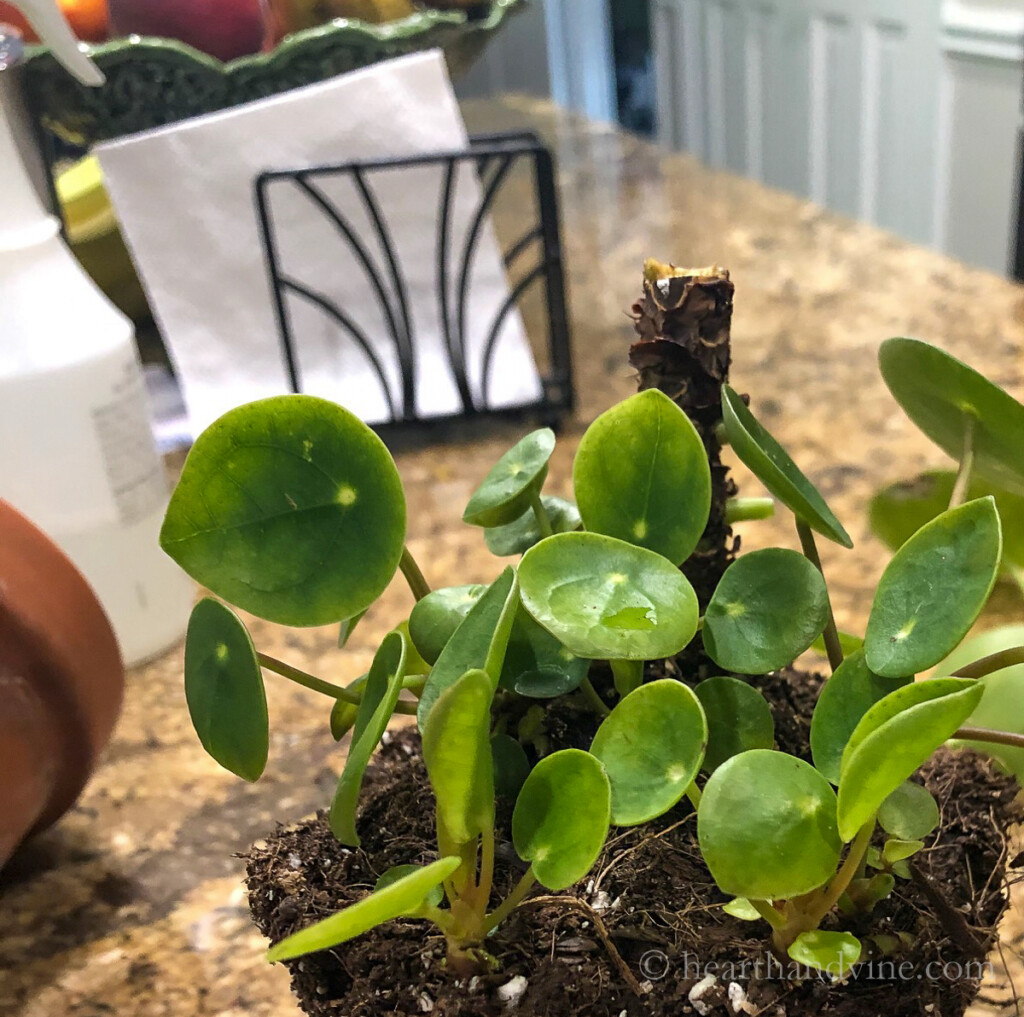 Pilea plant with main stem cut down and off-shoots.