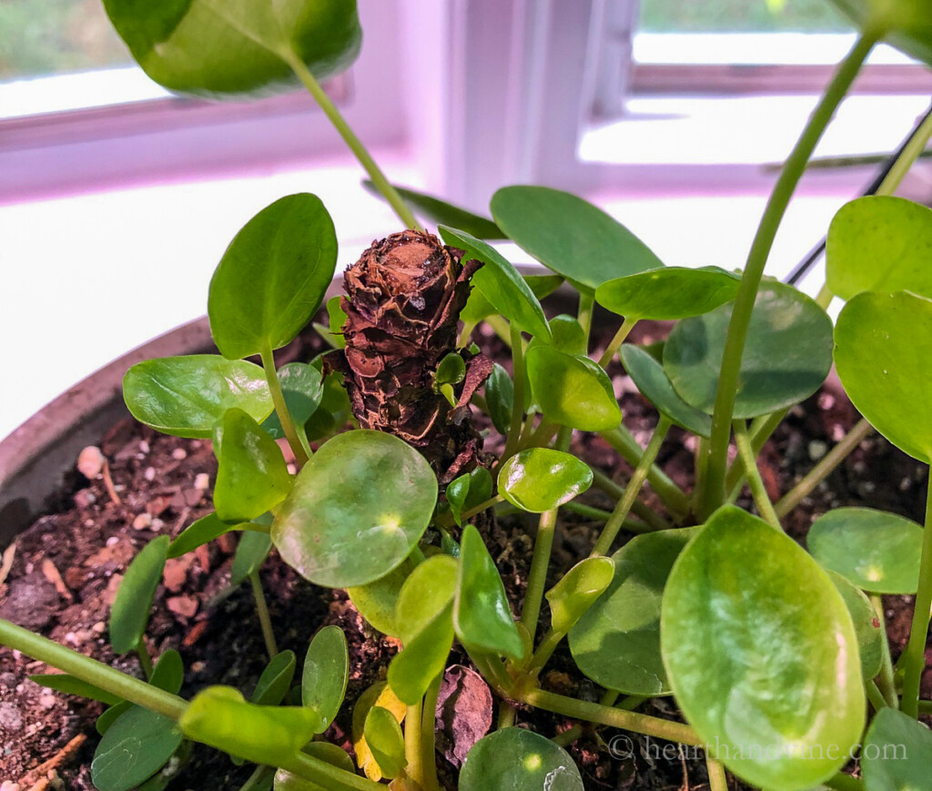 Close up of cut main steam on pilea plant and plant growth.