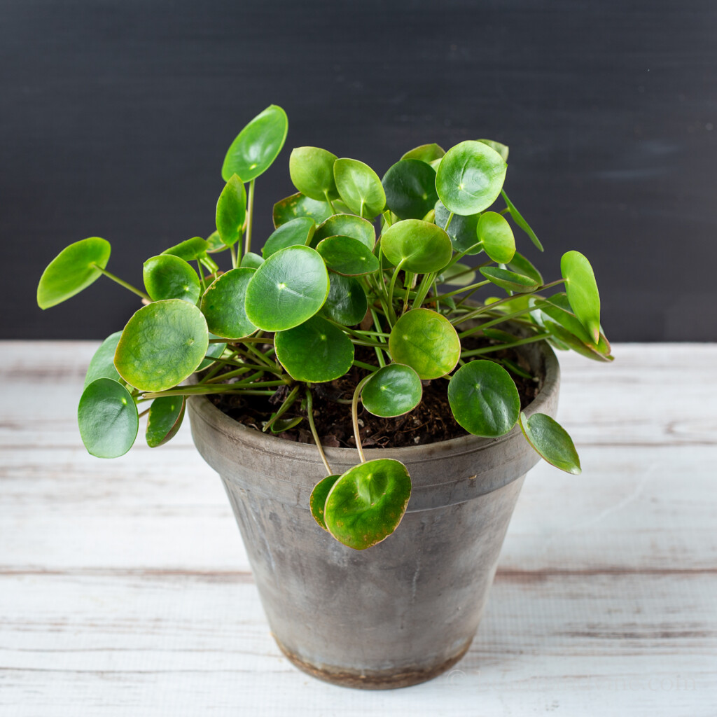 Full pilea plant in clay pot.