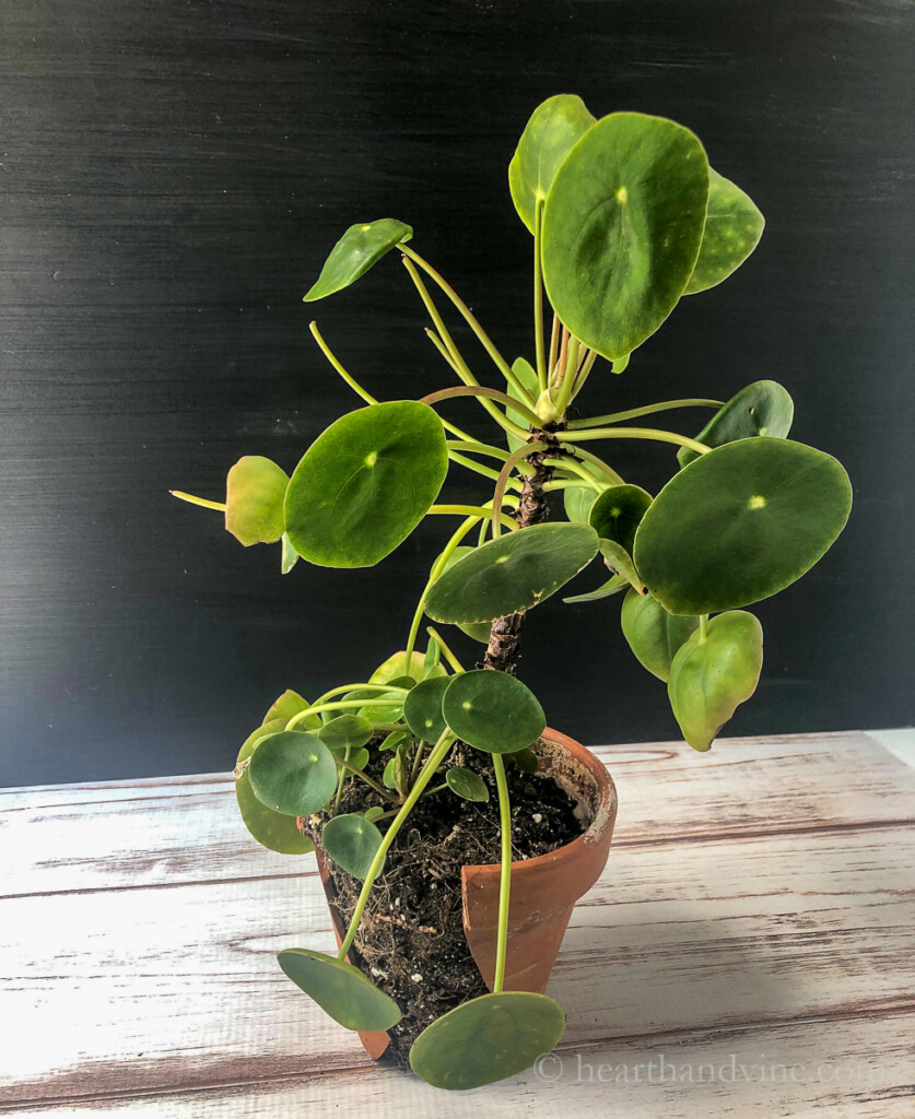 Pilea plant growing tall and stretched.