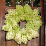 Fresh limelight hydrangea wreath on a door.
