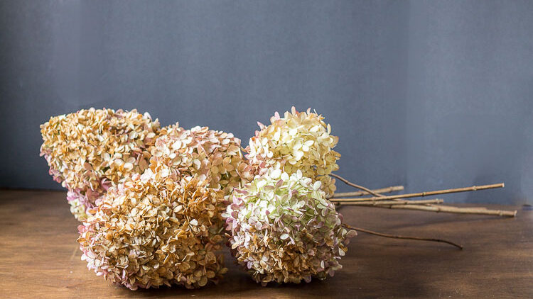 Dried Limelight flowers.