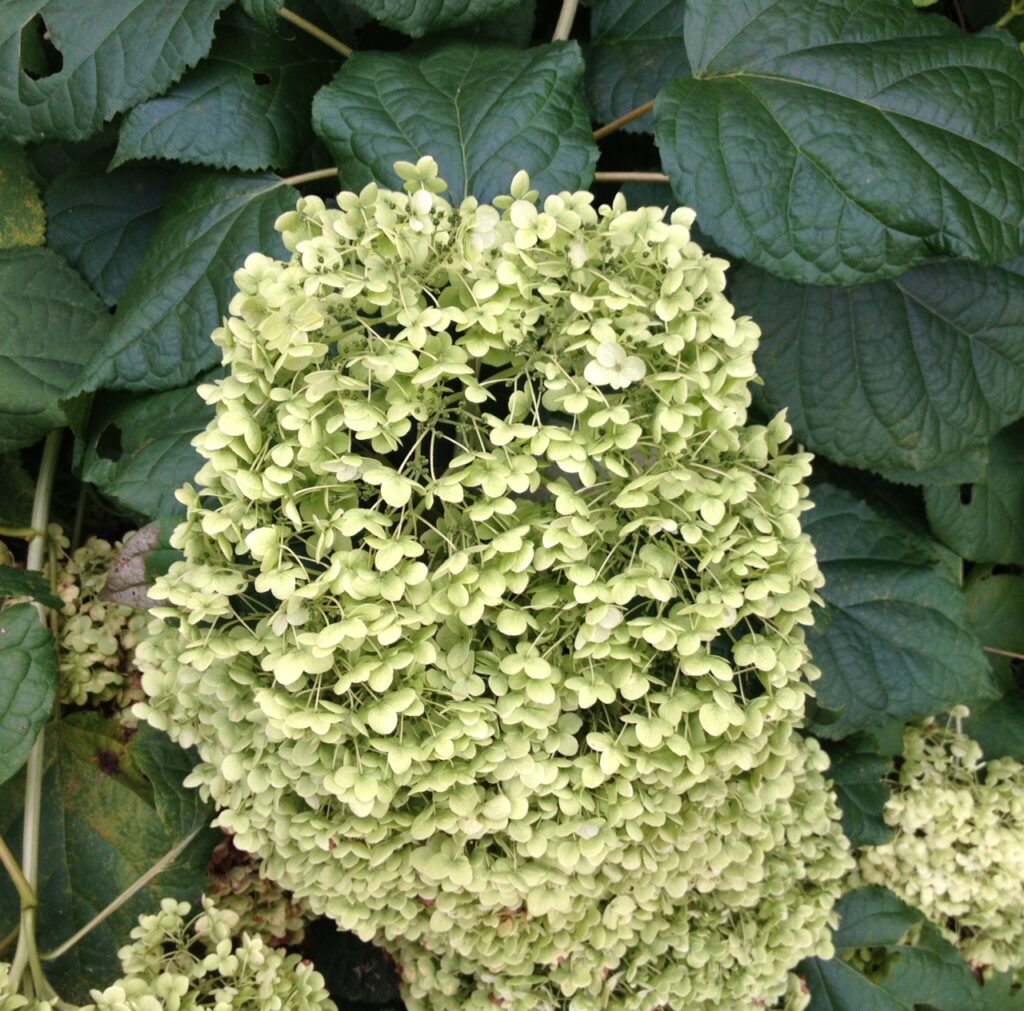 Annabelle hydrangea flower on the shrub.