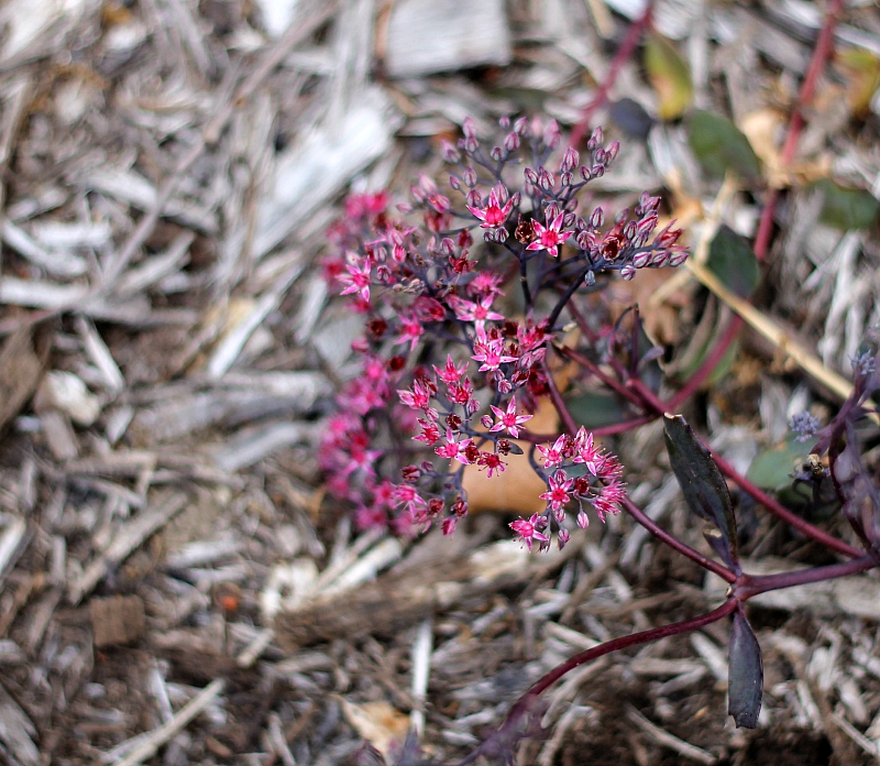 Sedum flowers in a deep pink color with burgundy stems.