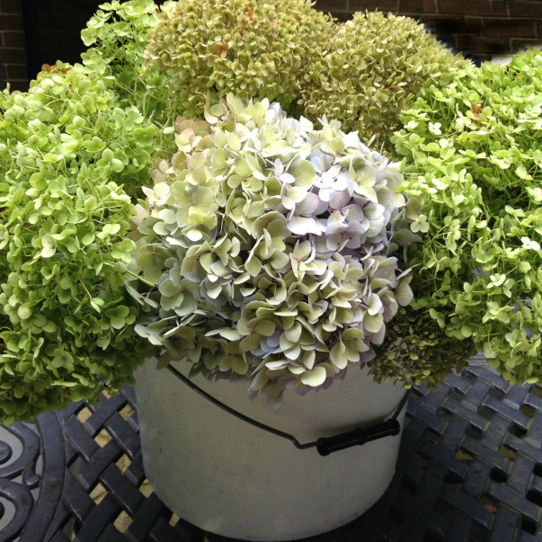 Bucket of drying hydrangeas.