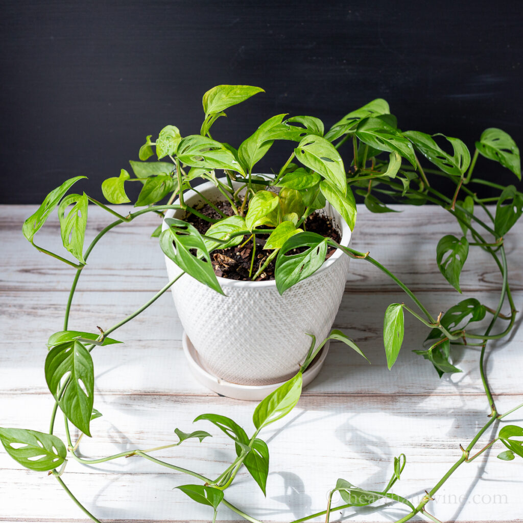 Monstera adansonii in a white pot.