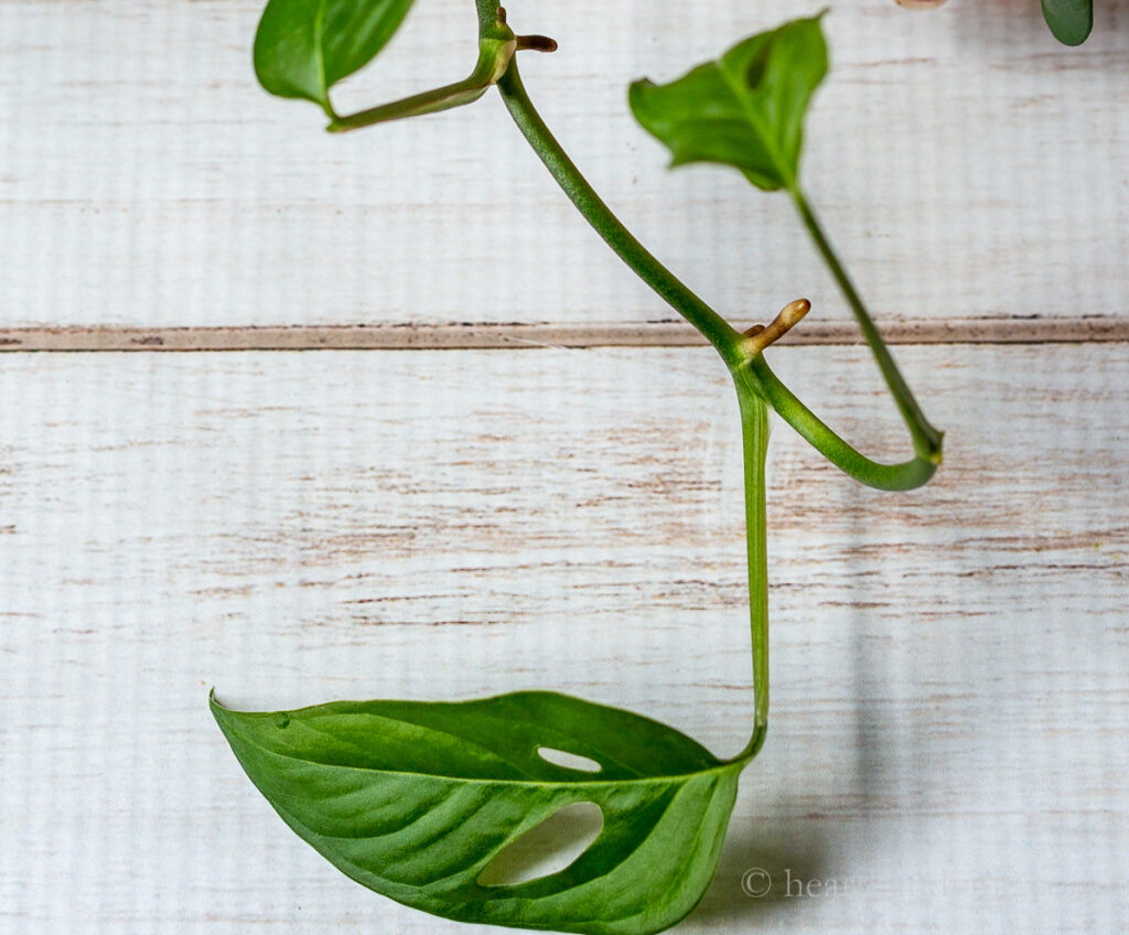 Close up look at the nodes on Monstera adansonii.