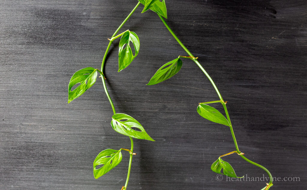 Monstera adansonii or monkey mask plant vining down a chalkboard.