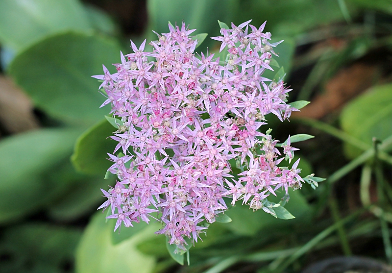 Sedum Brilliant flower.