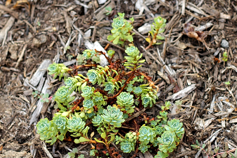 Small bright green ground cover sedum.