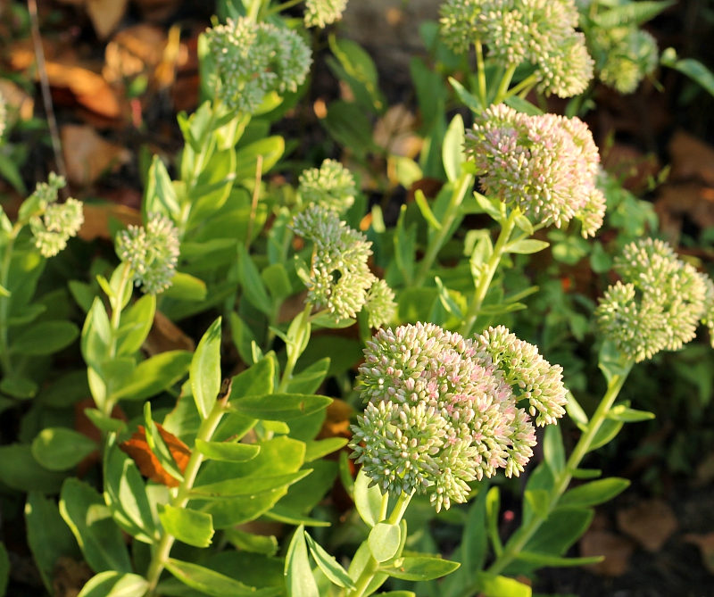 Sedum Brilliant just about to flower.