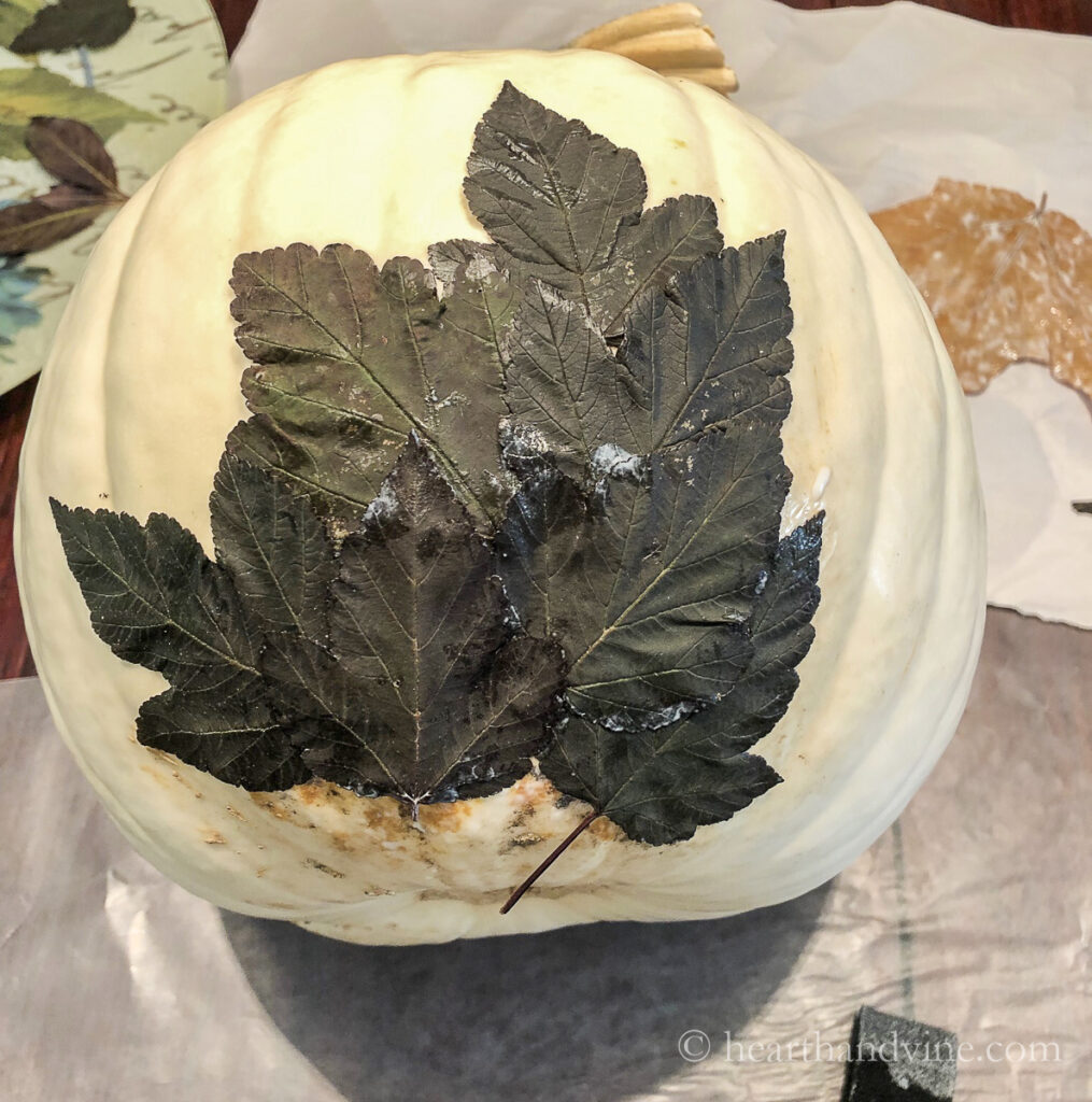 Side of pumpkin being covered with dark leaves.