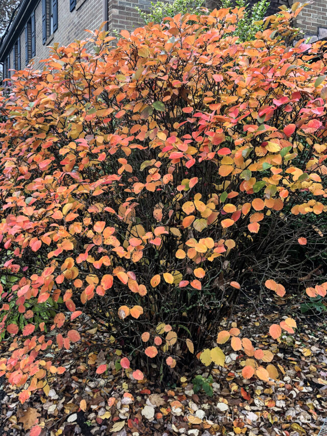 Plants with Fall Color You'll Love