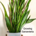 Sansevieria plant in a white container.