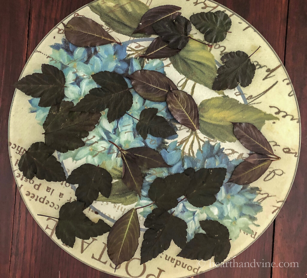 Dark leaves on a tray that have been pressed.