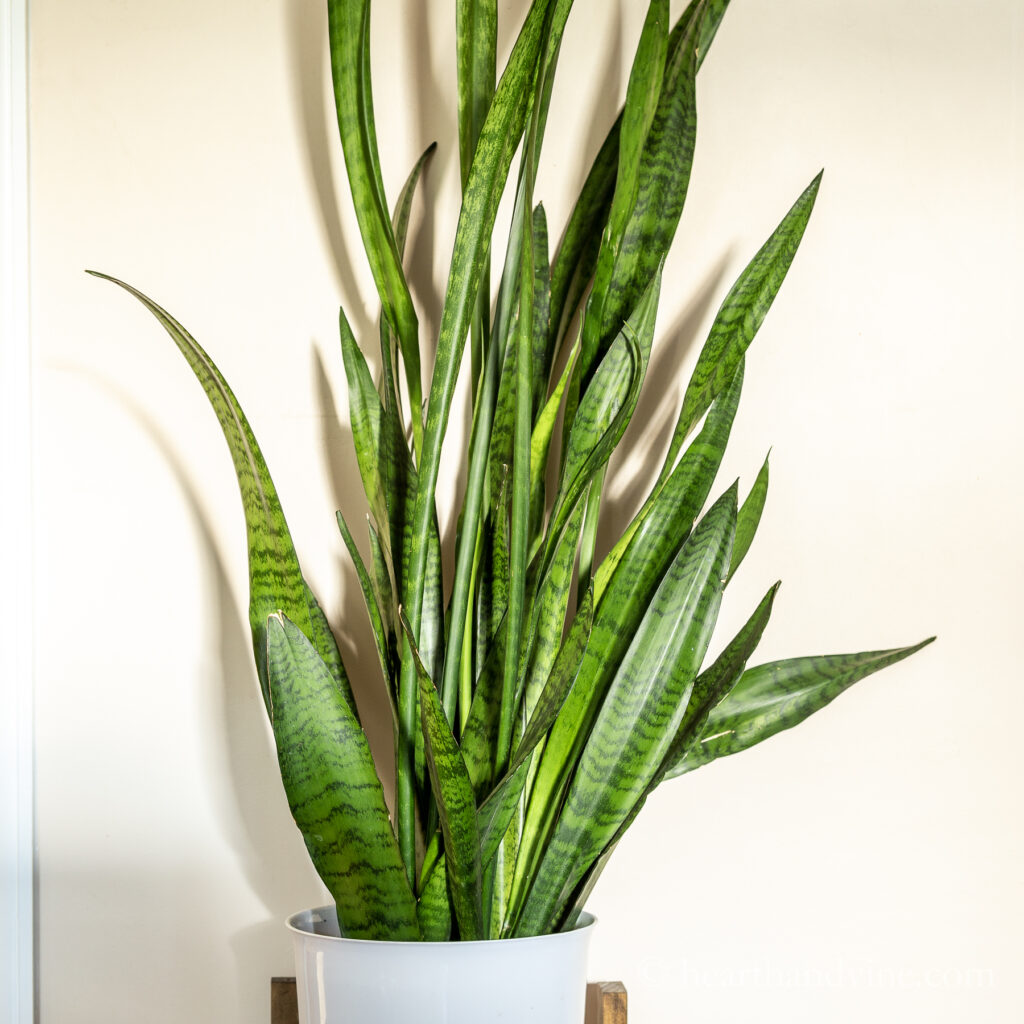 Standard snake plant in a white container.