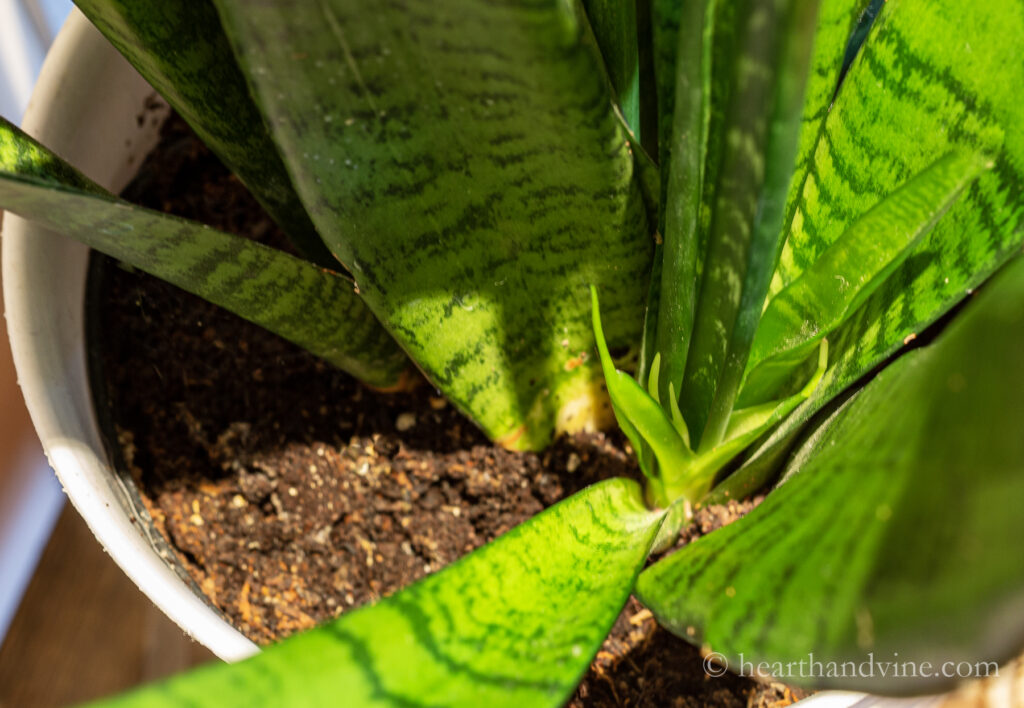 New growth a the base of a snake plant.