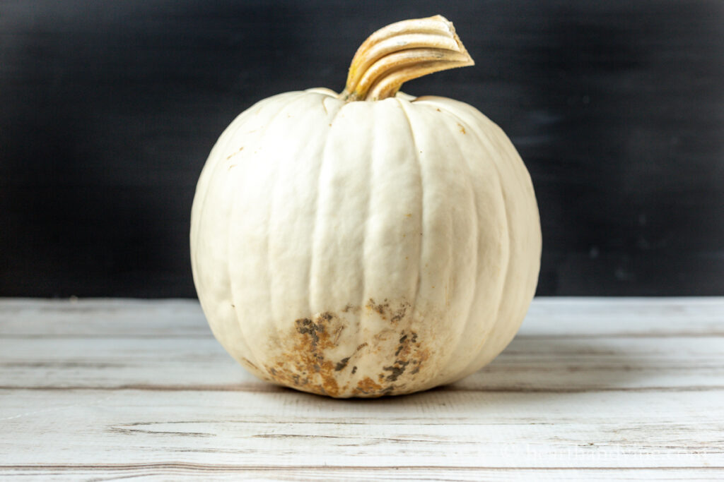 Plain white pumpkin with blemish at the bottom.