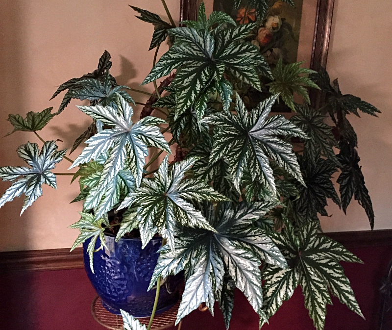 Rex Begonia in Dining Room