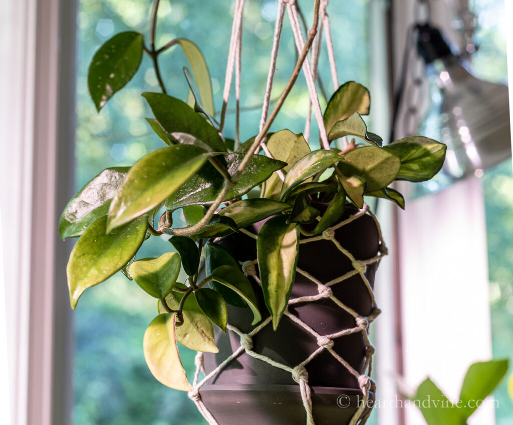 Hanging variegated hoya plant.