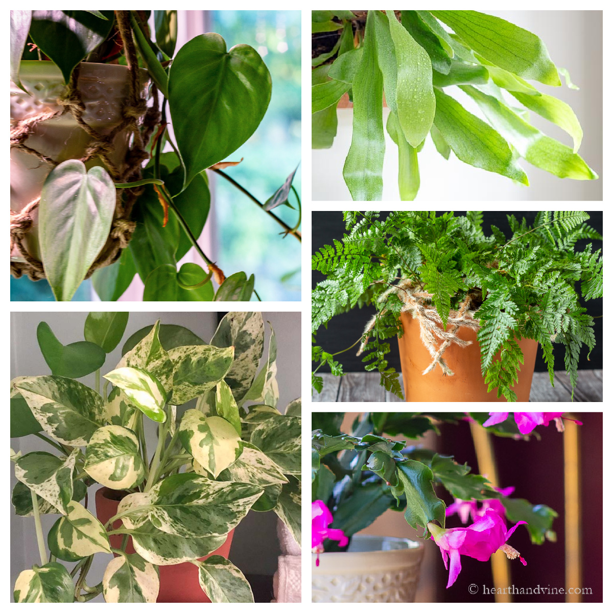 Christmas cactus, rabbit's foot fern, staghorn fern, pothos, and philodendron plants