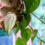 Philodendron plant