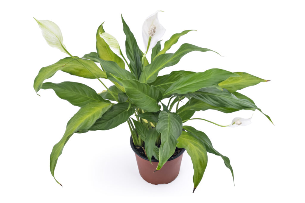 Peace lily in flower.