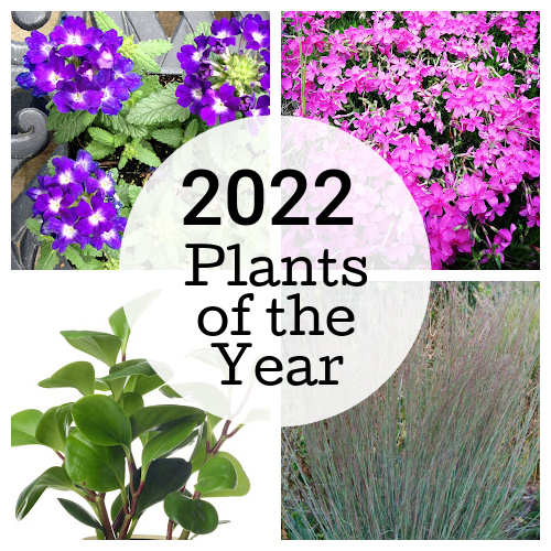 Collage of some of the 2022 plants of the year including pinks, verbena, baby rubber plants and little bluestem grass.