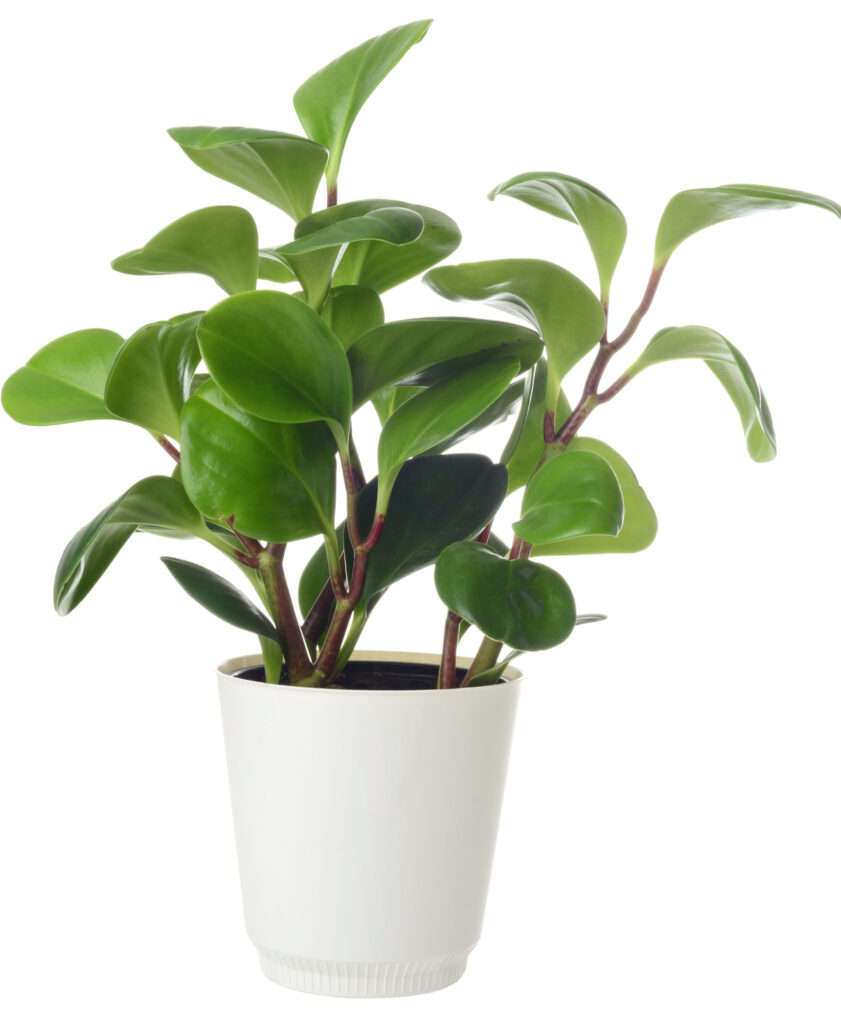 Baby rubber plant in a white pot.