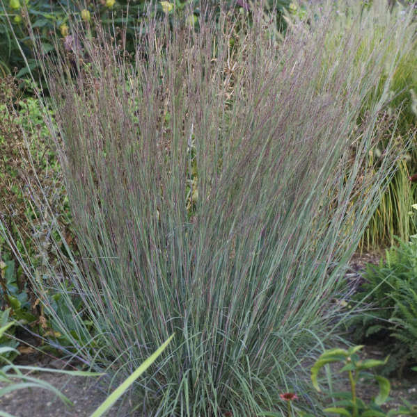 Little Bluestem grass perennial plant of the year for 2022.