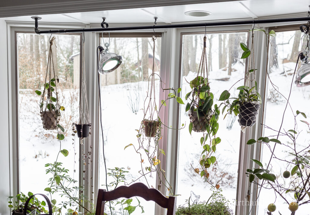 Grow lights for indoor plants in a dining room hanging from the ceiling.