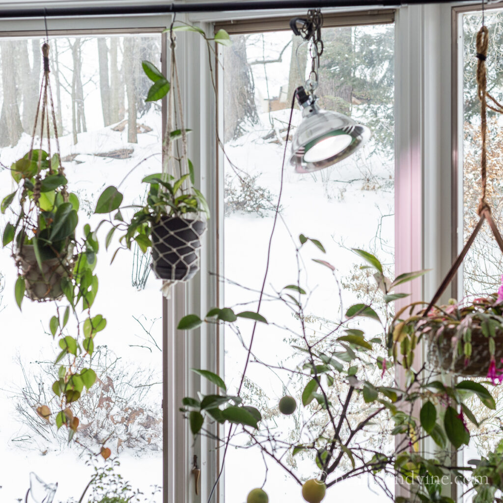 Plants growing and hanging in front of a large window and a clamp light with an LED grow light hanging from the ceiling.