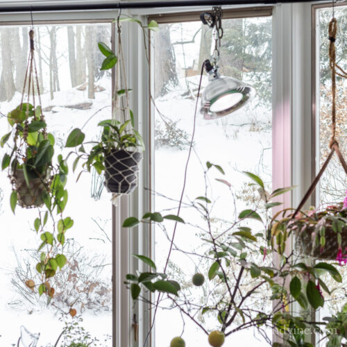 Indoor plants with large grow light.