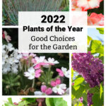 Collage of plants of the year including verbena, greens, lilac, bluestem grass and gladiolus.