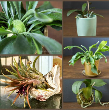 Air plants collage. Orchid, staghorn fern, and tillandsia.