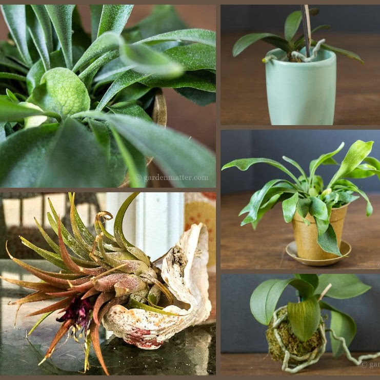 Several epiphytes such as a staghorn fern, tillandsia, and a orchid in a collage.