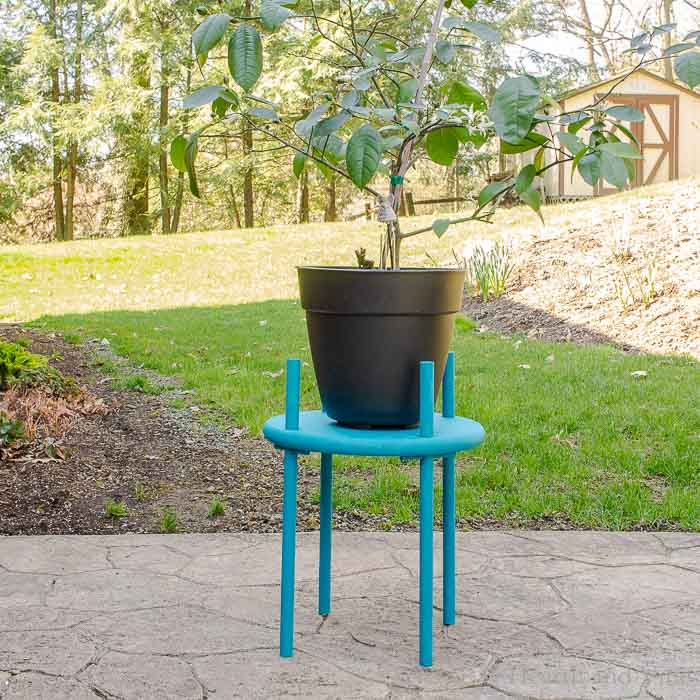 Blue wood planter with large plant on top.