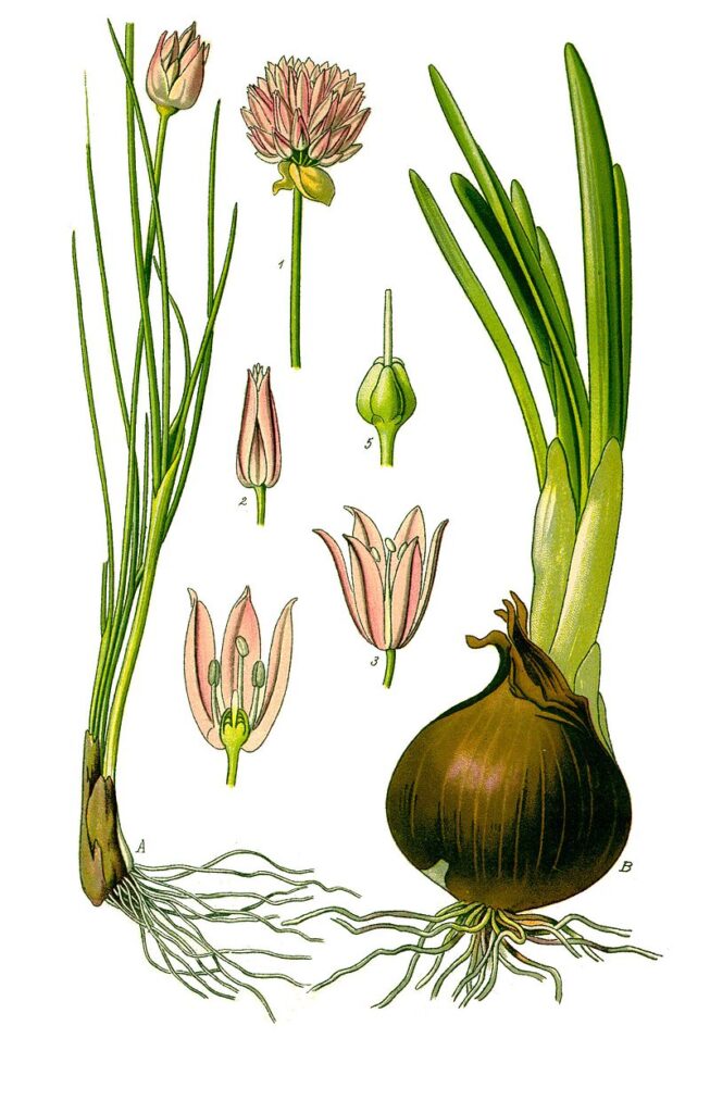 Botanical drawing of chives plant and parts.