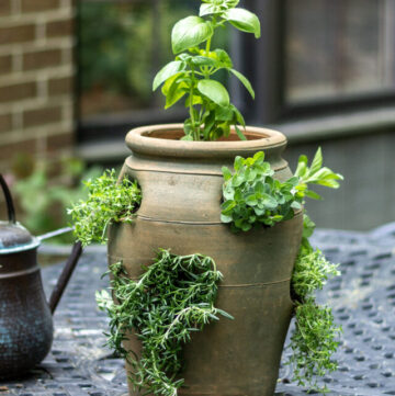 cropped-terracotta-strawberry-pot-herbal.jpg