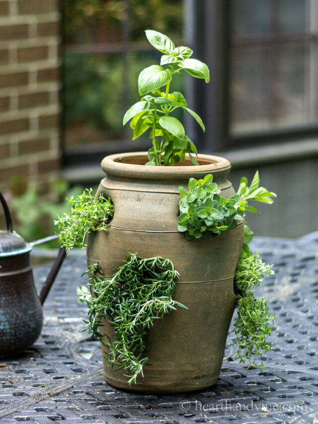 Terracotta Strawberry Pot Herb Garden