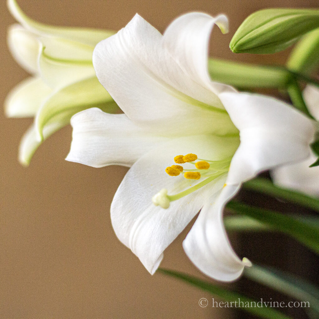 Easter lily flowers