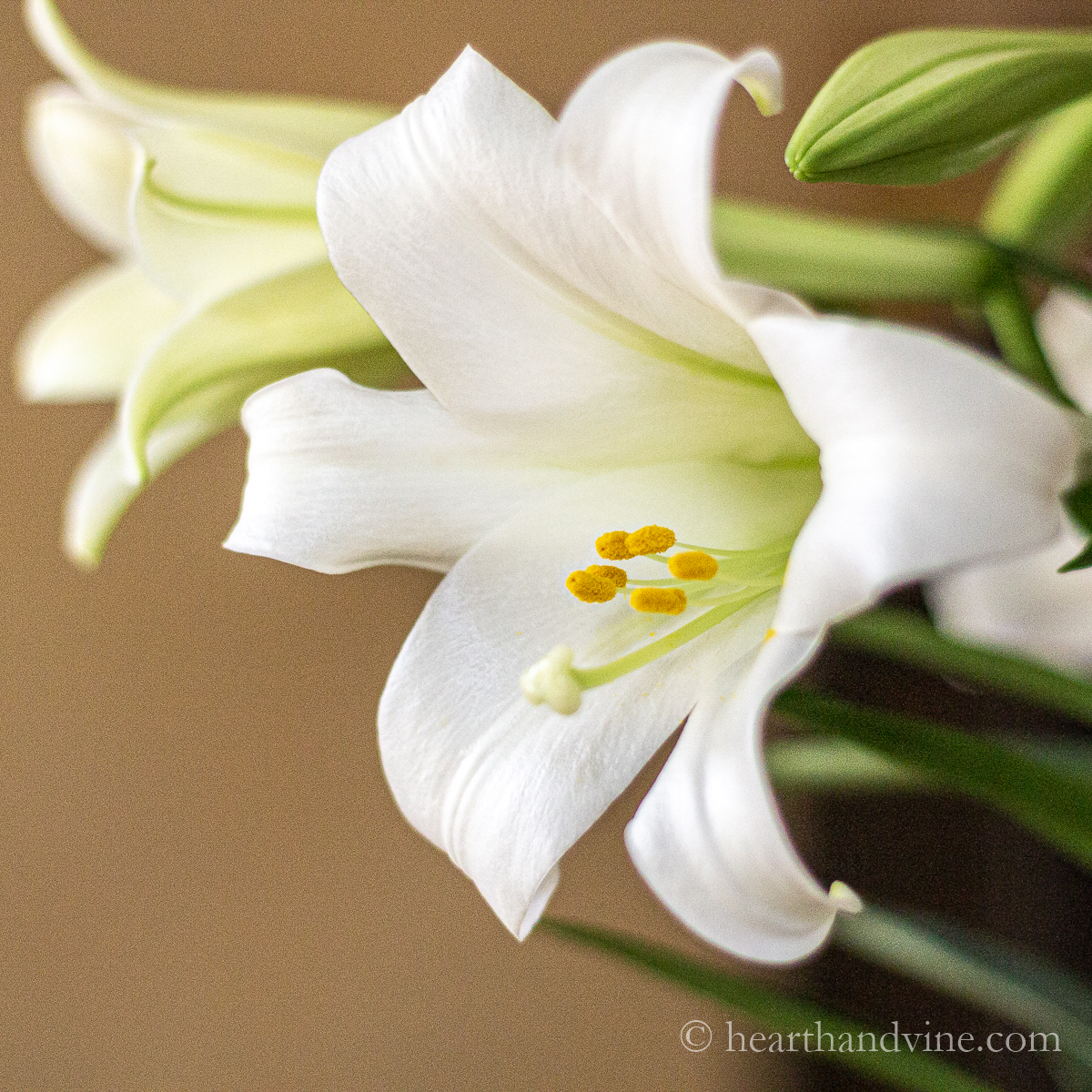 Easter Lilies, Their Meaning, and an Easter Centerpiece | Hearth and Vine
