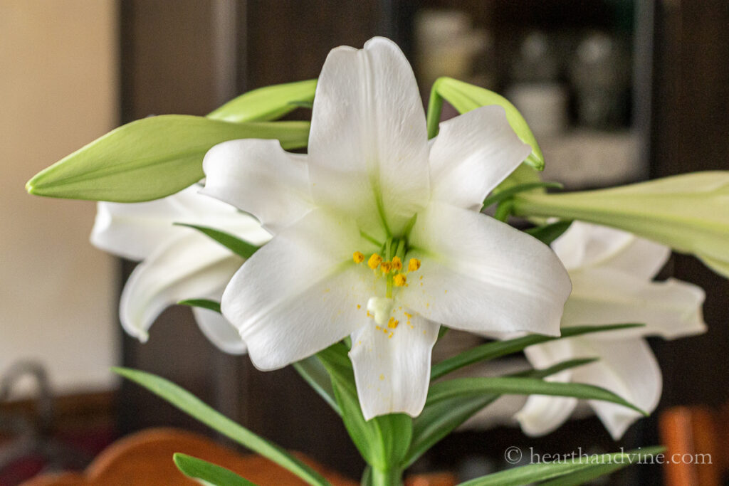 White Easter lily flowers.
