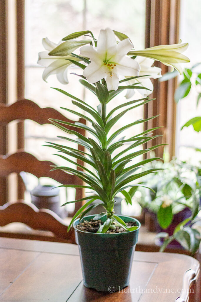 Easter lily plant in nursery pot.